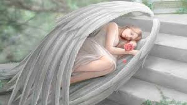 Сложенные крылья